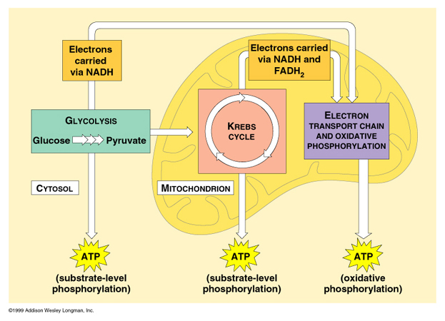 simple diagrams of cellular respiration